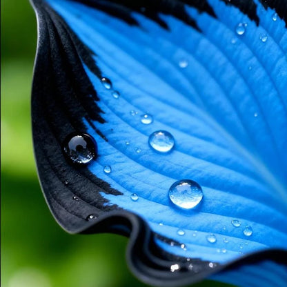 100+ Caladium Blue & Black Hosta Seeds
