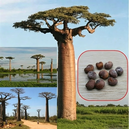 5piece Rare Baobab Tree Seeds Kit