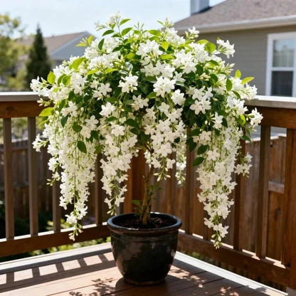 🌼 High Germination Midnight Perfume Jasmine