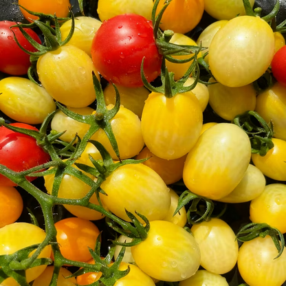 Summer Grow Juicy Ruby Pearl Tomatoes, Super Easy for Beginner Gardeners