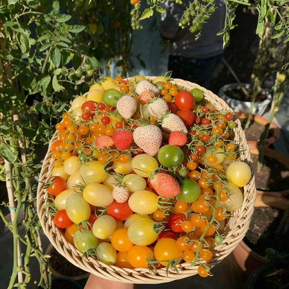 Summer Grow Juicy Ruby Pearl Tomatoes, Super Easy for Beginner Gardeners