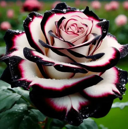 🌹 Rare and unique colored mutant rose seeds—your garden deserves magic! 🌙