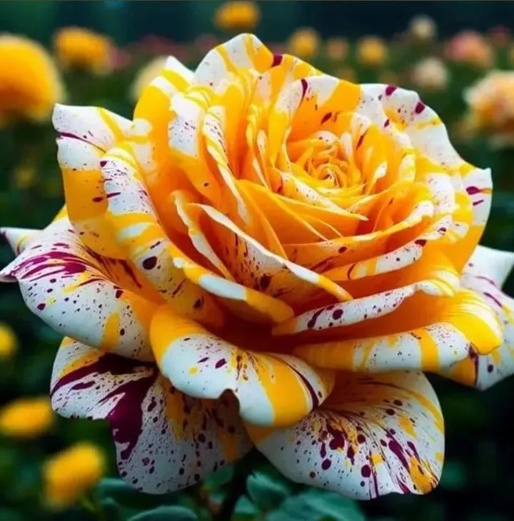 🌹 Rare and unique colored mutant rose seeds—your garden deserves magic! 🌙