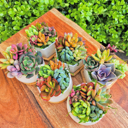 Colorful Summer Succulent Plants, Easy to Grow for Beginners
