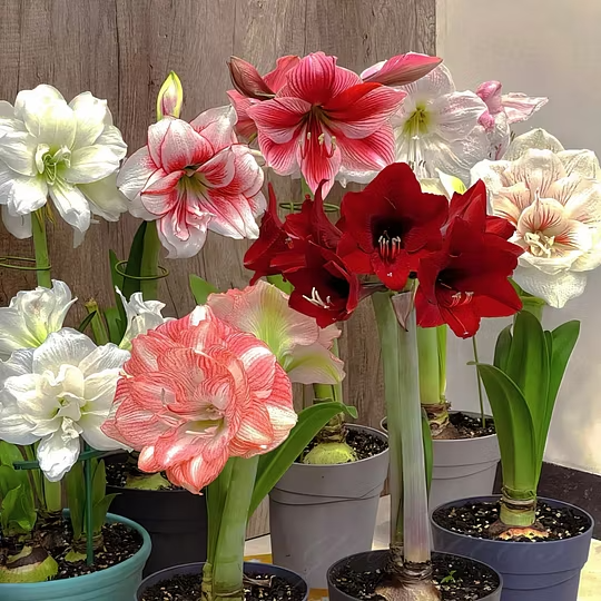Double-Flowered Amaryllis Seeds