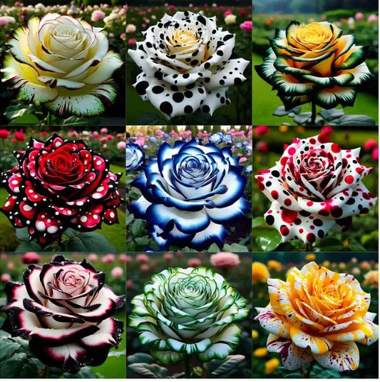 Rare and unique colored mutant rose seeds—your garden deserves magic!