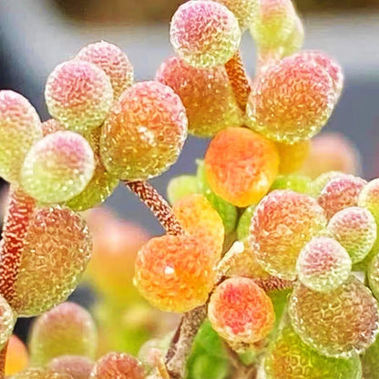 Summer Hardy Ice Crystal Succulent Seeds- Easy to Grow for Beginners