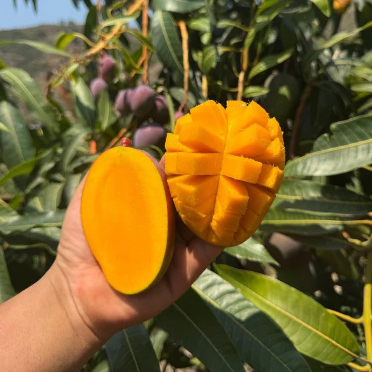 10PCS Extra-Sweet Superior Pink Mango for Plant