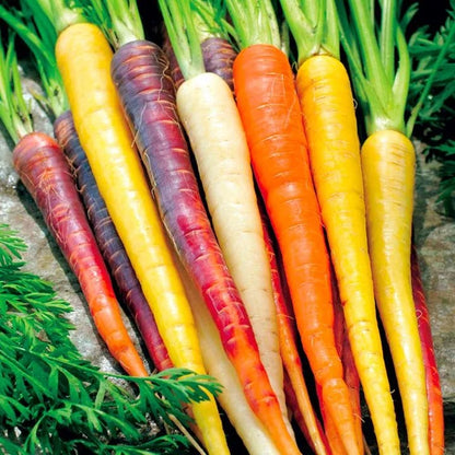 Rare Rainbow Carrot Seeds 