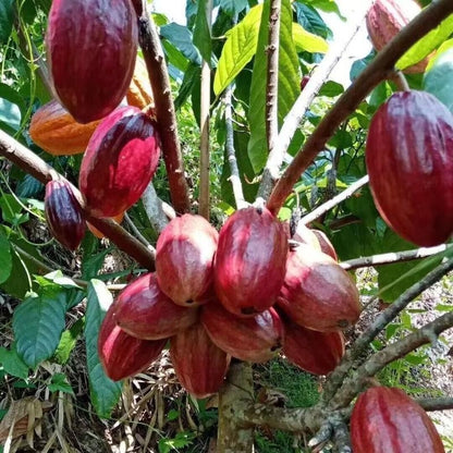Organic Cocoa Fruit Seeds – Non-GMO, Low Maintenance, Grow Your Own Cocoa Harvest
