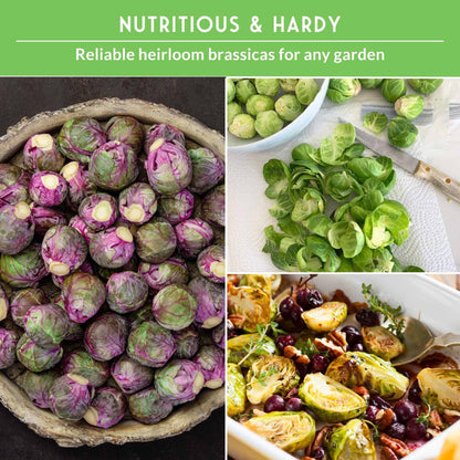 Long Island Improved Brussels Sprouts