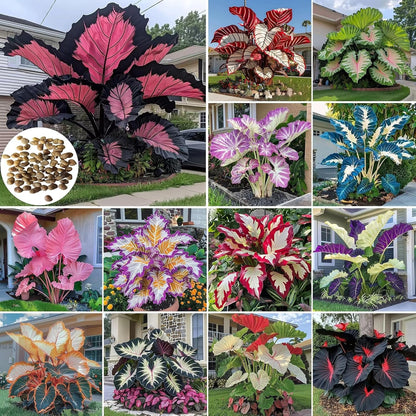 Giant Colorful Caladium Seeds-Colorful Foliage & Large Size