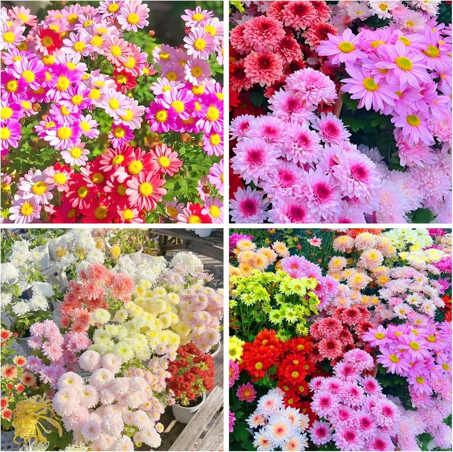 Summer Pyrethrum Flower Seeds-Pest Repellent & Ornamental Beauty