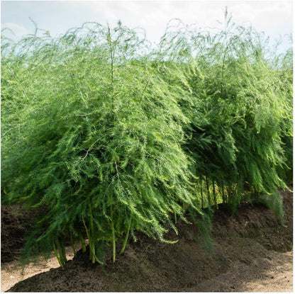 100 Asparagus