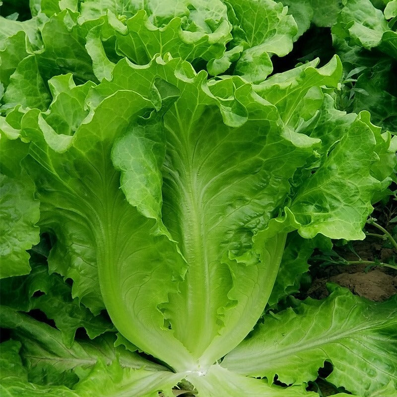 200 Lettuce