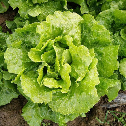 200 Lettuce