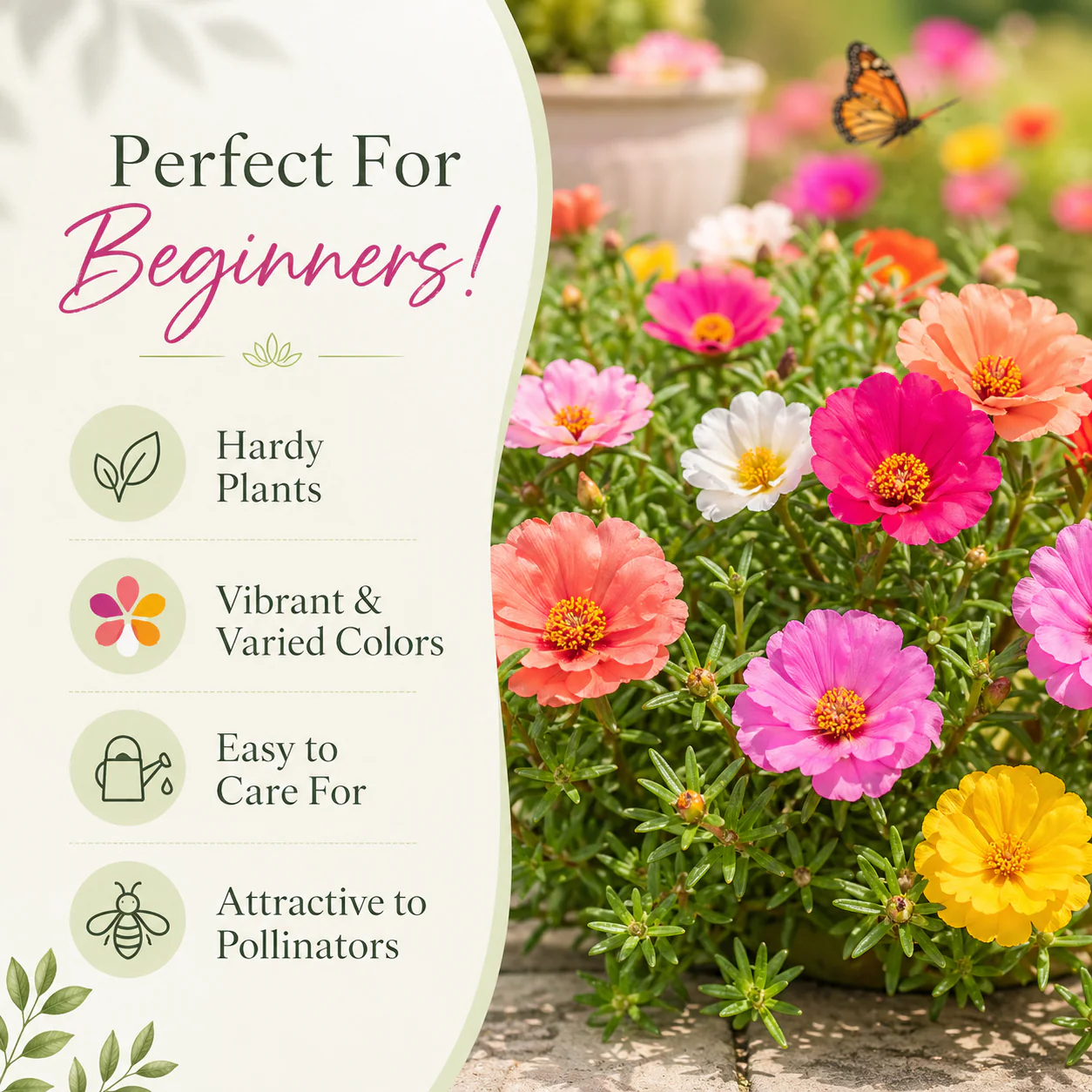 🌼 Portulaca Flowers: Super Easy to Grow, Perfect for Beginners