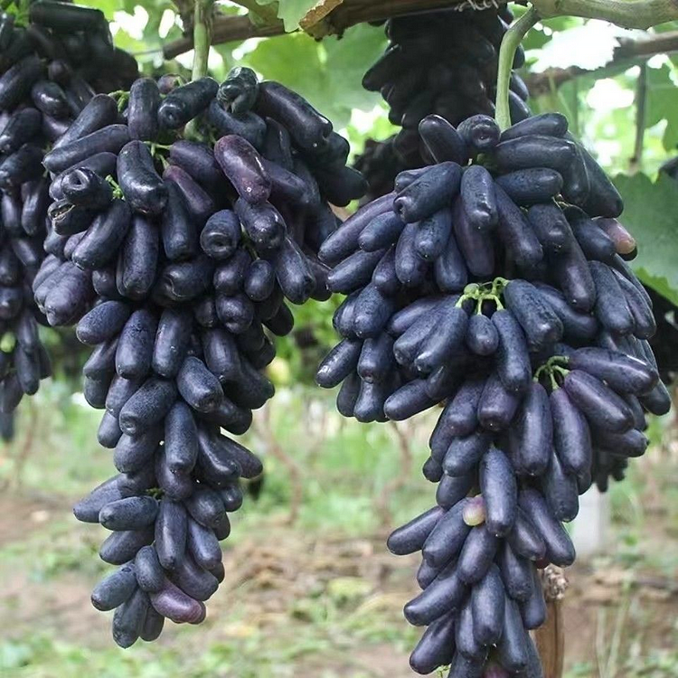 100 Sweet Sapphire Grapes