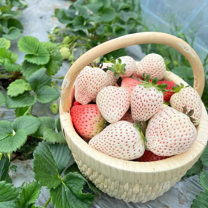 Rare Pink Pearl Strawberry Seeds