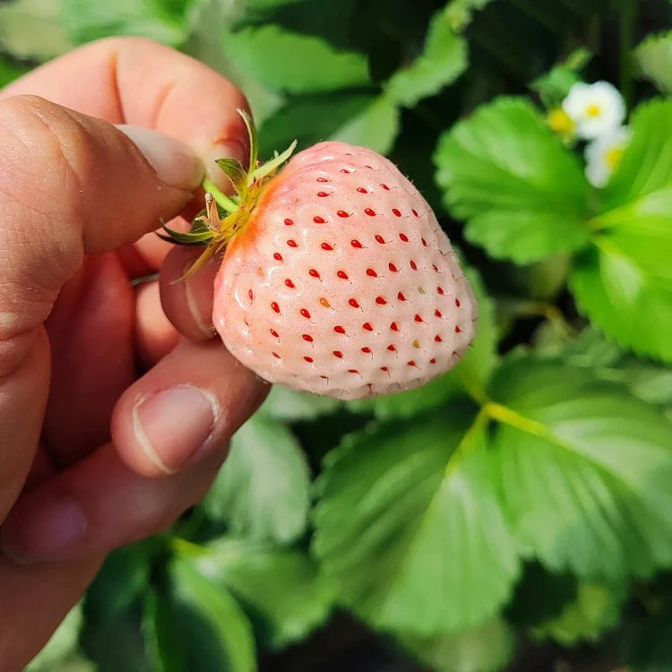 Rare Pink Pearl Strawberry Seeds