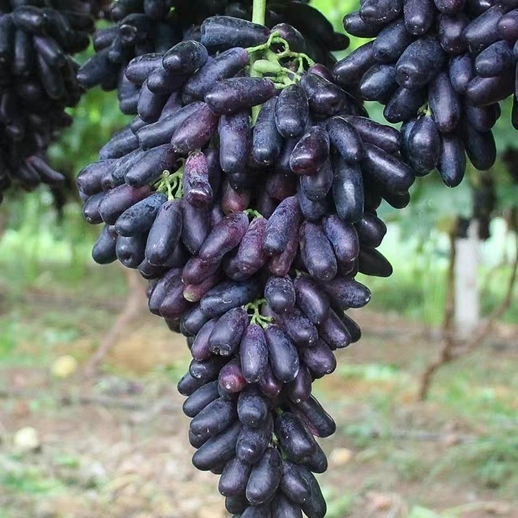 100 Sweet Sapphire Grapes