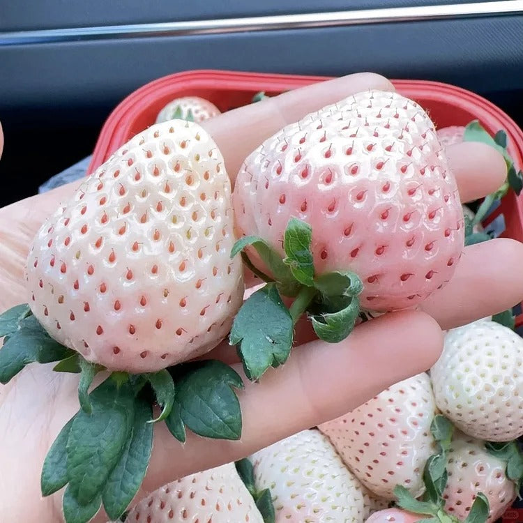 Rare Pink Pearl Strawberry Seeds