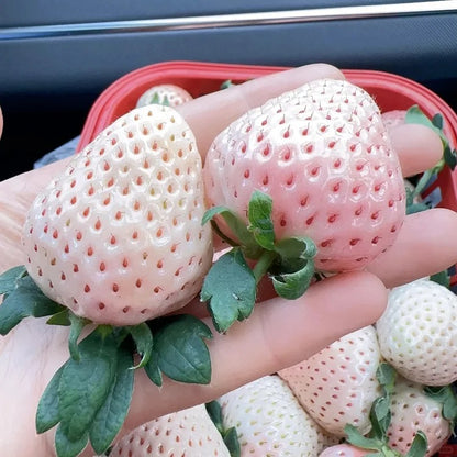 Rare Pink Pearl Strawberry Seeds
