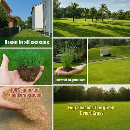 7 Days Germination🌱 Evergreen Dwarf Grass Seed for Four Seasons