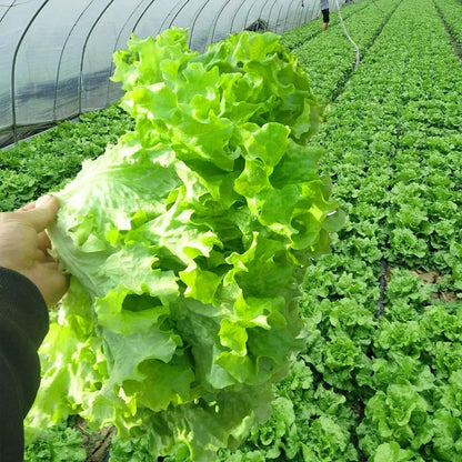 200 Lettuce