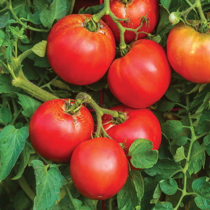 200 ORGANIC TOMATO