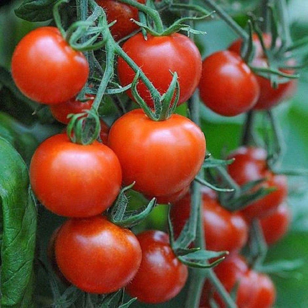 Super Sweet 100 Trailing Organic Tomato🍅