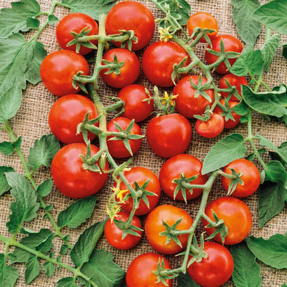 Super Sweet 100 Trailing Organic Tomato🍅