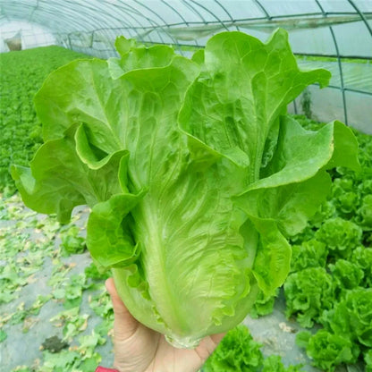 200 Lettuce