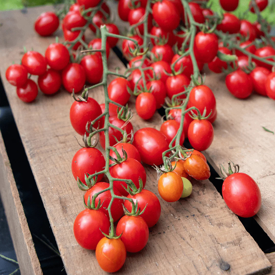 Super Sweet 100 Trailing Organic Tomato🍅