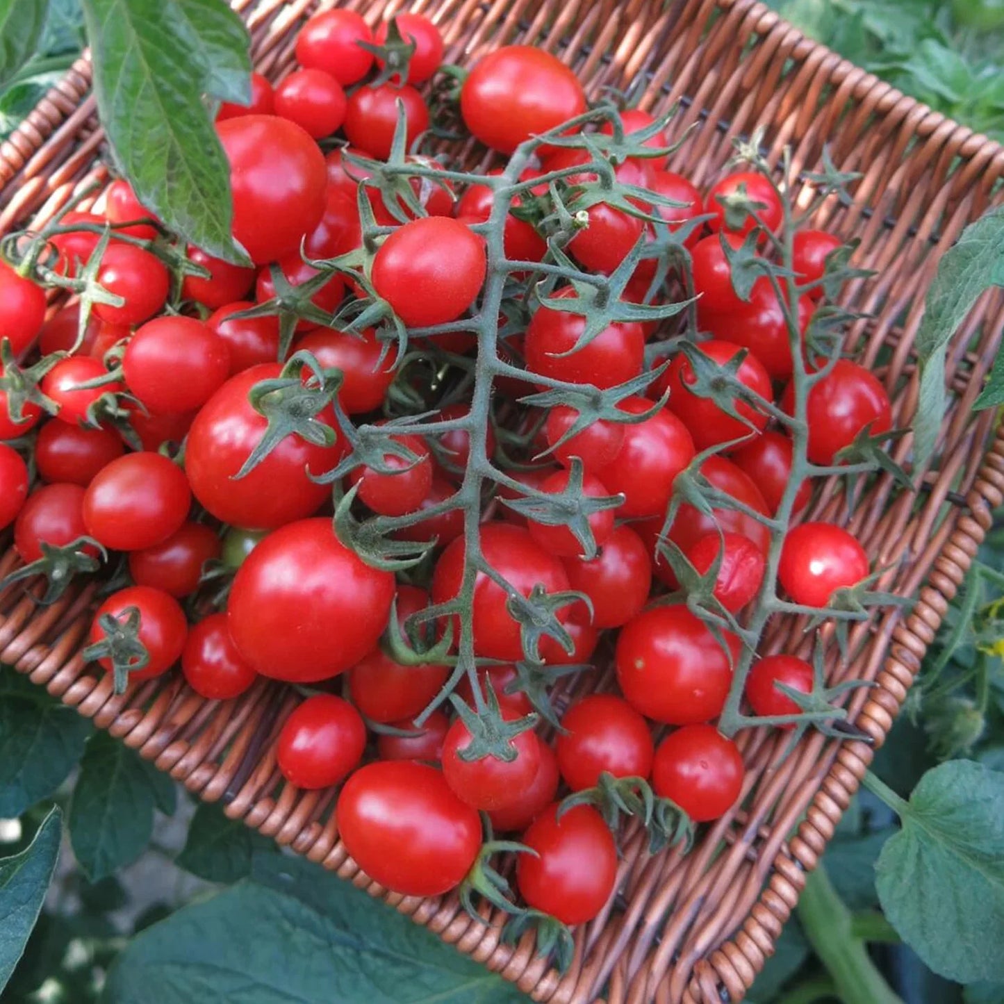 Super Sweet 100 Trailing Organic Tomato🍅