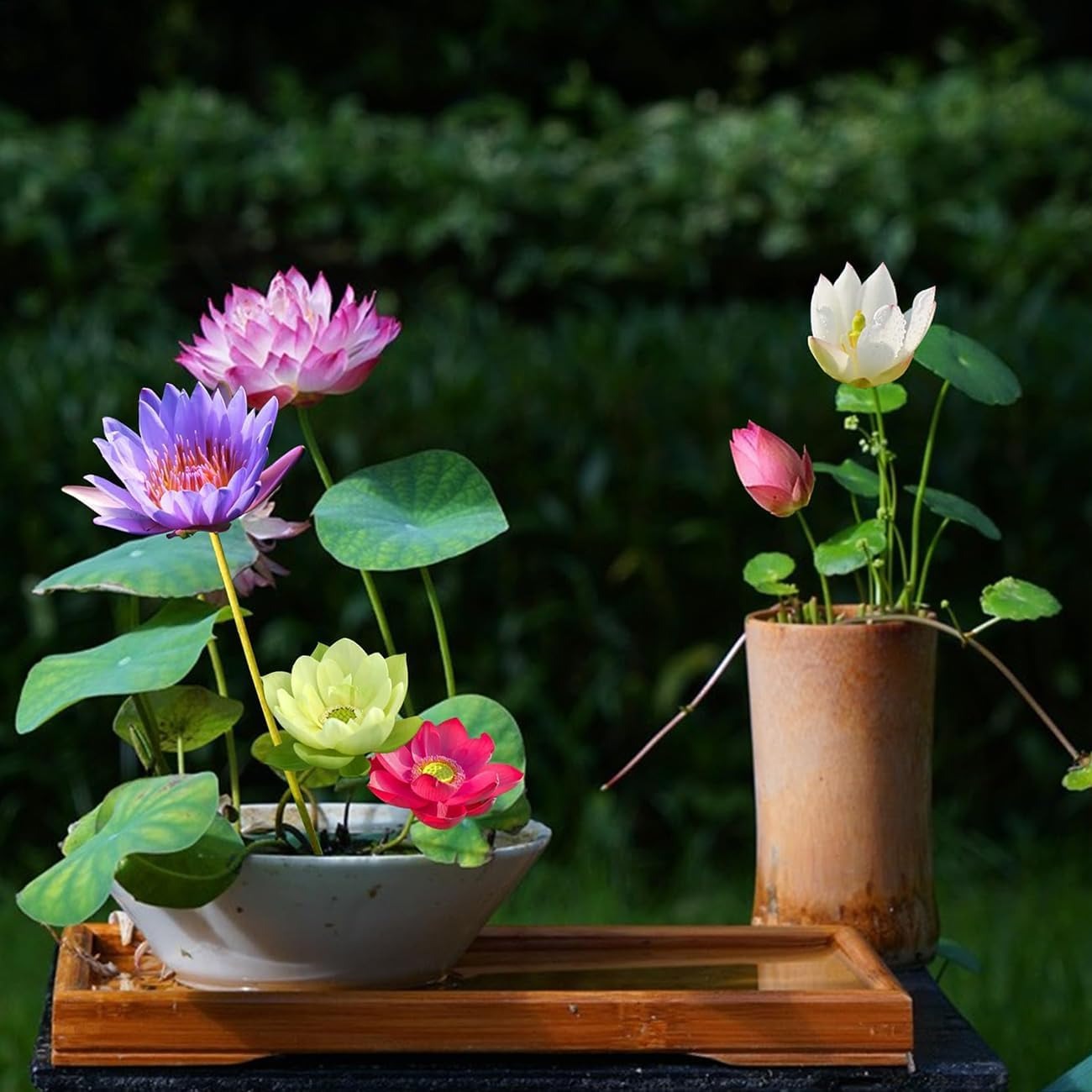 50 Mixed Color Lotus