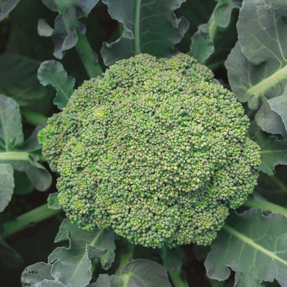 100 Broccoli