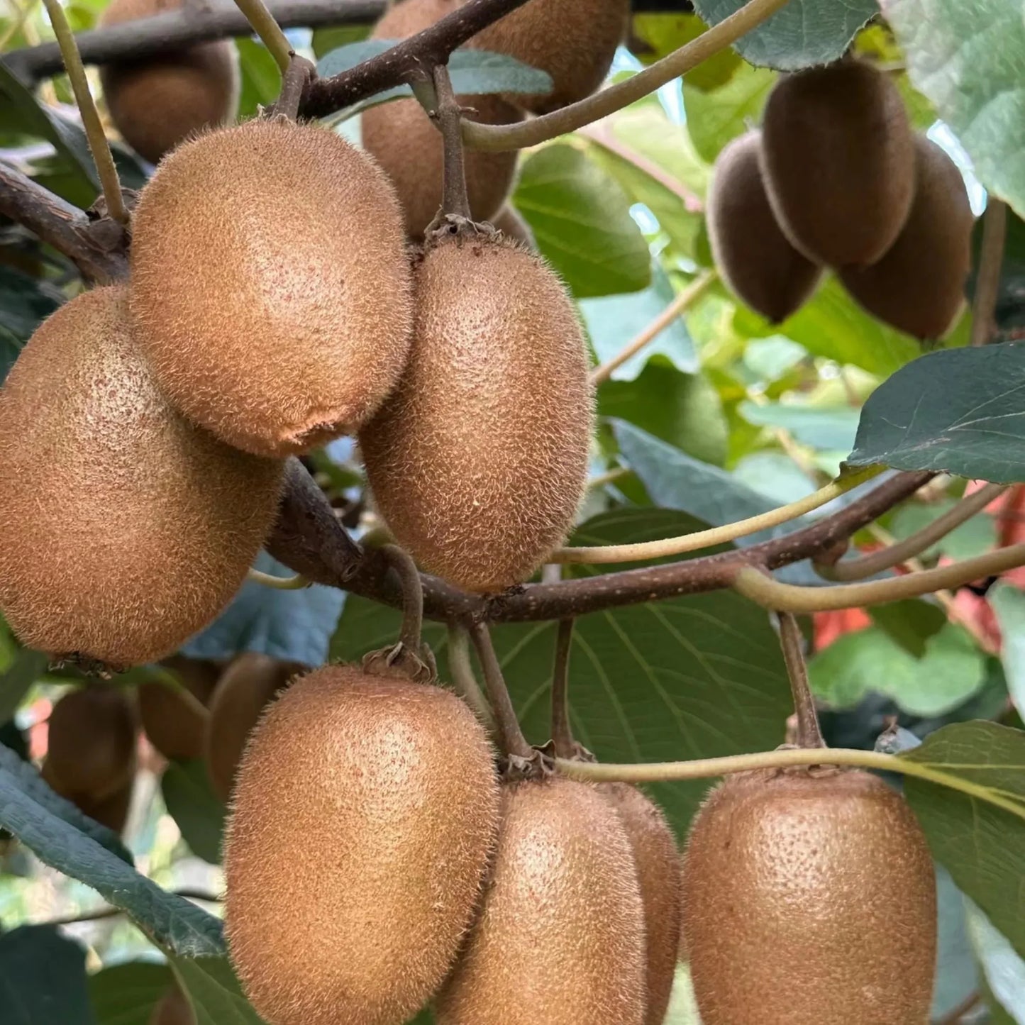 Kiwi Fruit 🥝