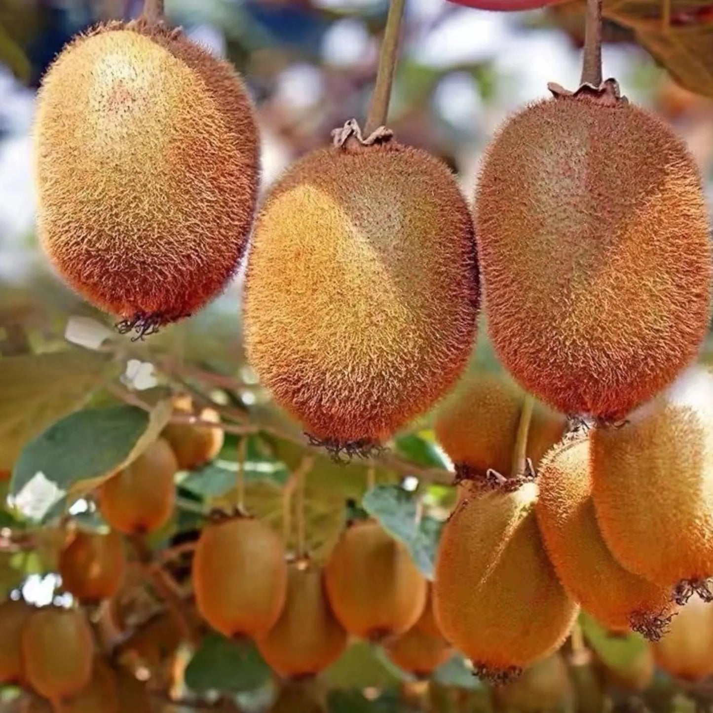 Kiwi Fruit 🥝