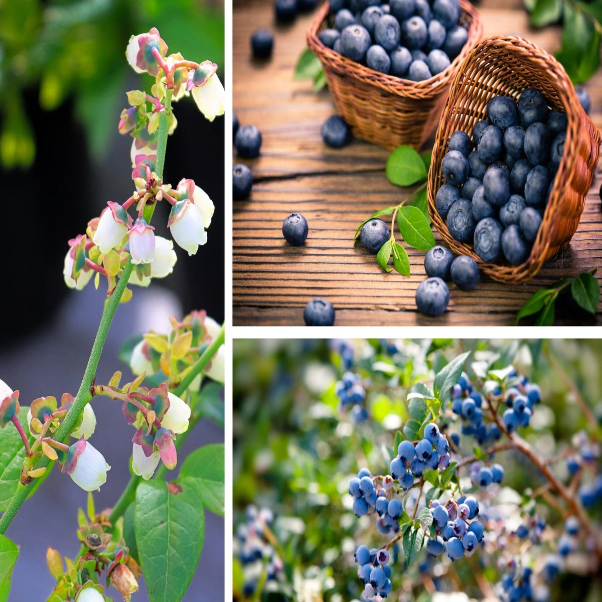 200 Sweet & Hardy Blueberry Bush