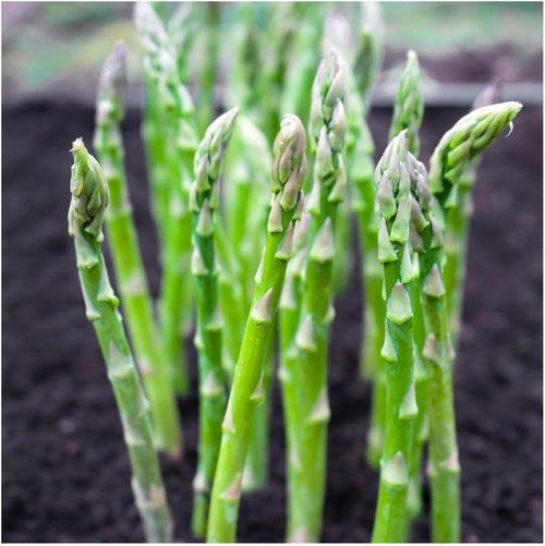 100 Asparagus