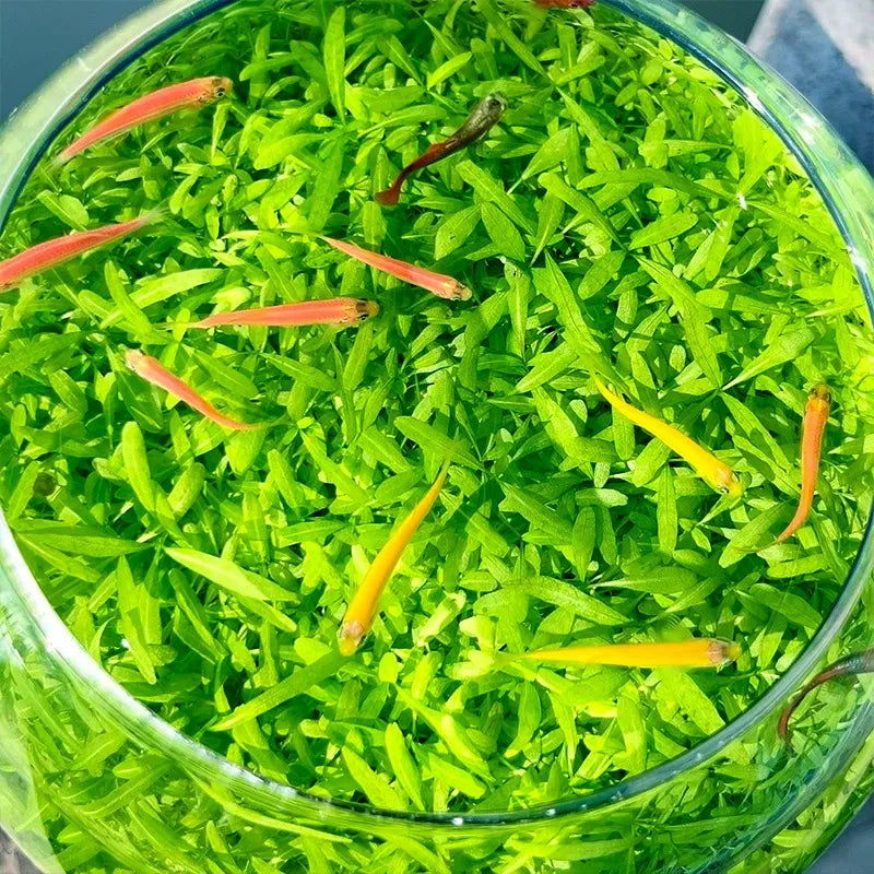 Aquatic plant